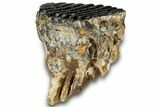 Woolly Mammoth Lower M Molar - North Sea Deposits #298461-2